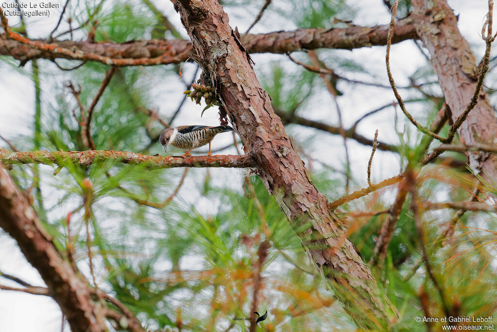 Vietnamese Cutia
