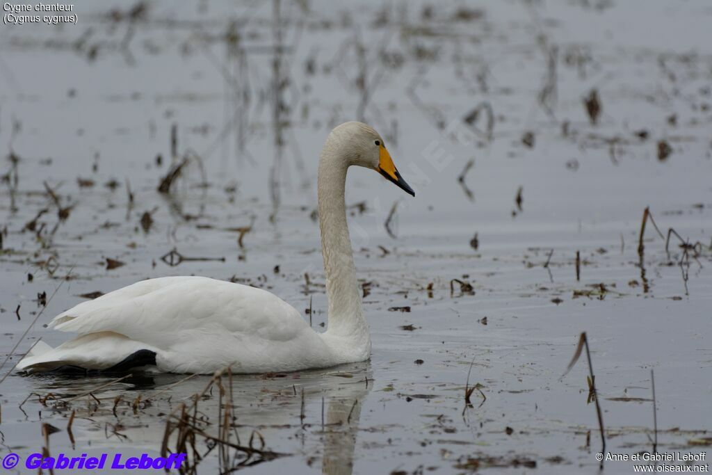 Cygne chanteursubadulte