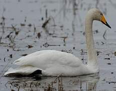 Whooper Swan