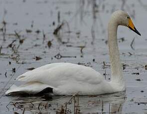 Cygne chanteur