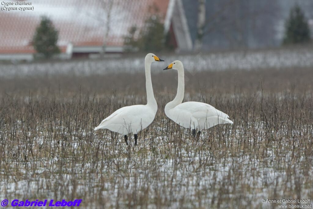 Cygne chanteur adulte internuptial