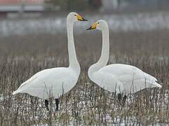 Cygne chanteur