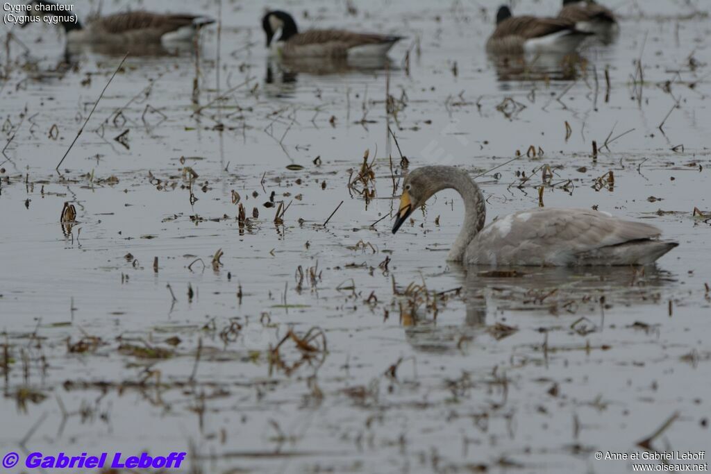 Whooper SwanFirst year