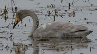 Whooper Swan