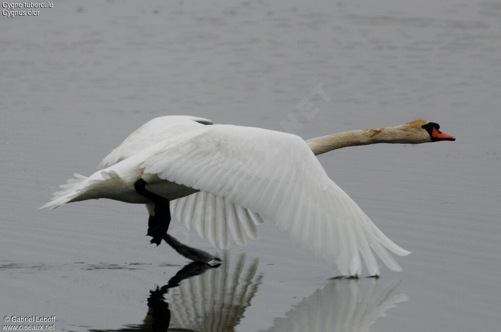 Cygne tuberculé