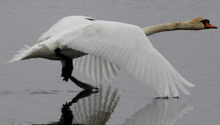 Mute Swan