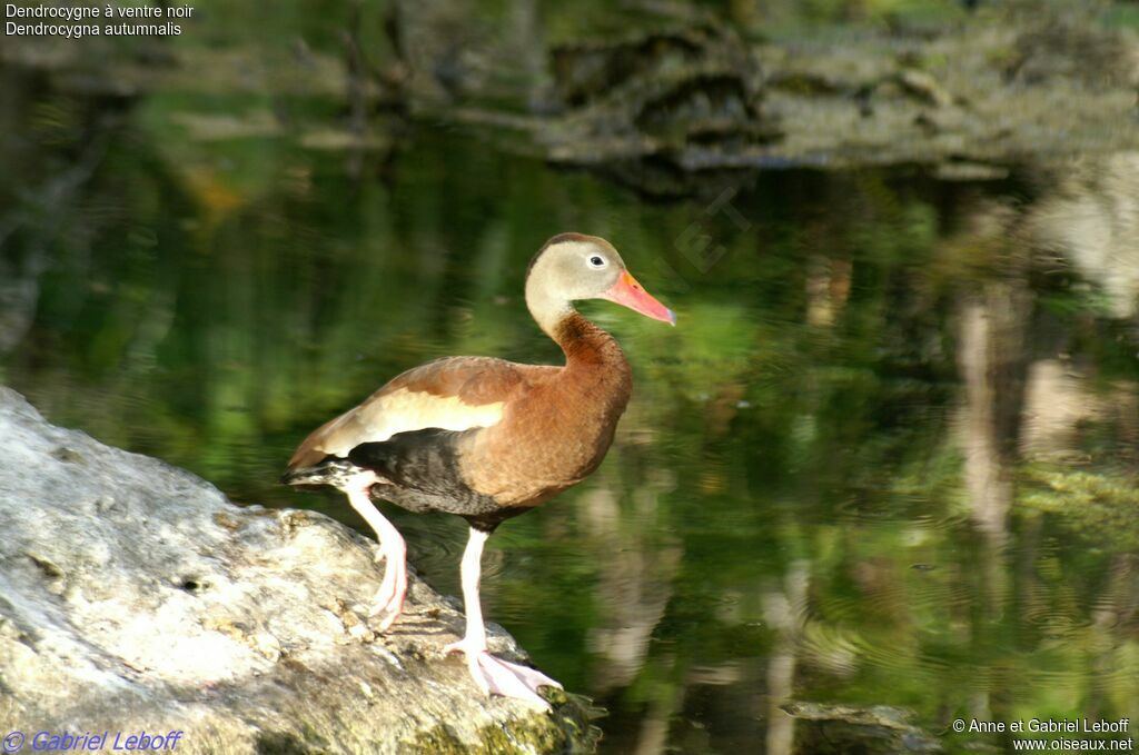 Dendrocygne à ventre noir