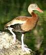 Dendrocygne à ventre noir