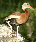 Dendrocygne à ventre noir