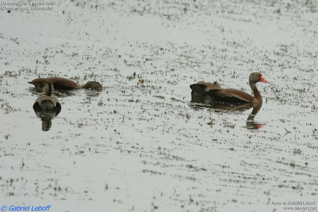 Black-bellied Whistling Duck