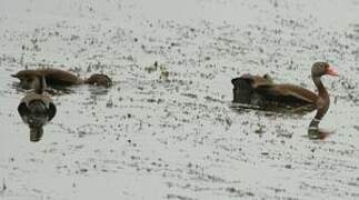 Black-bellied Whistling Duck