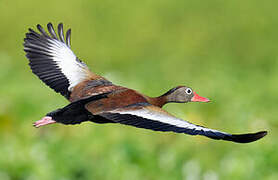 Black-bellied Whistling Duck