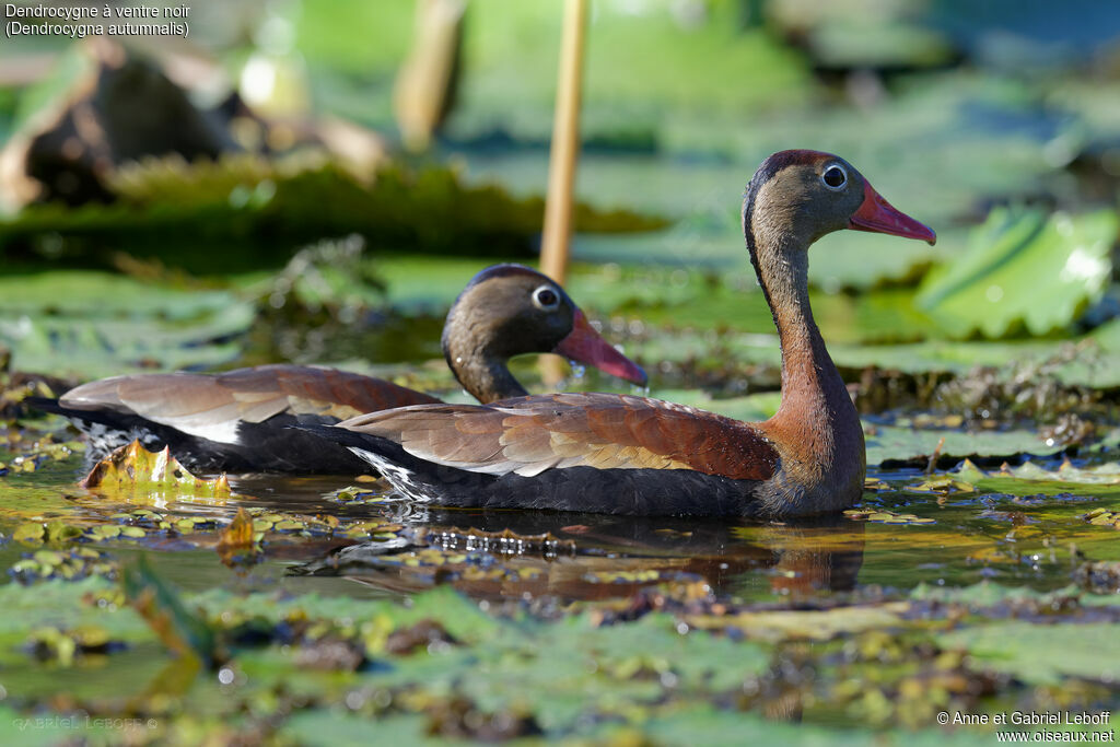 Dendrocygne à ventre noir