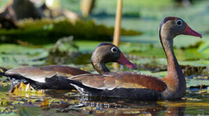 Dendrocygne à ventre noir