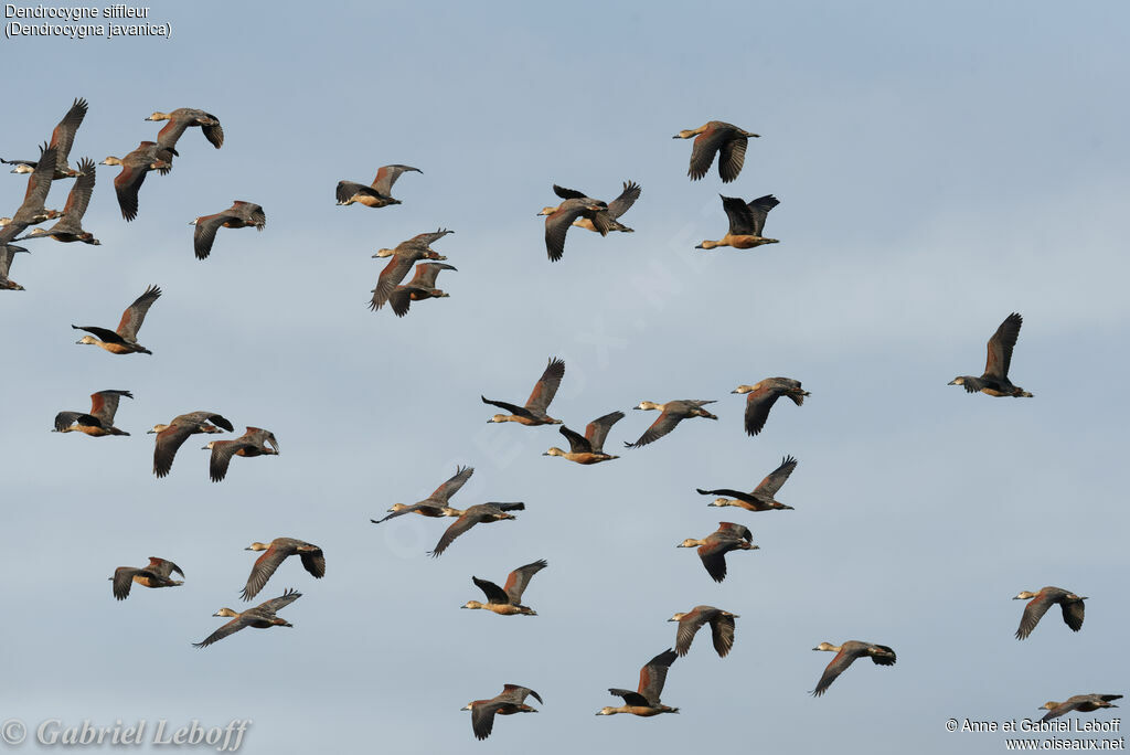 Dendrocygne siffleur