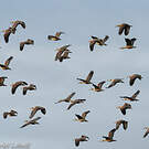 Dendrocygne siffleur