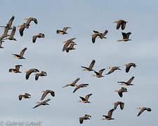 Lesser Whistling Duck