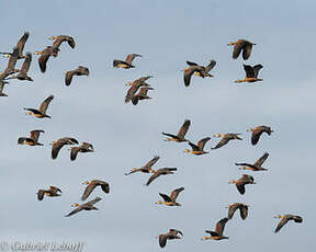 Dendrocygne siffleur