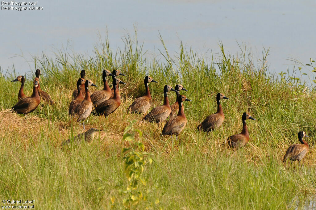 White-faced Whistling Duck