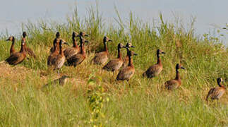 White-faced Whistling Duck