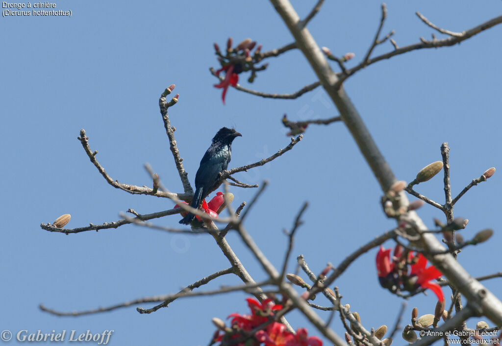 Drongo à crinière