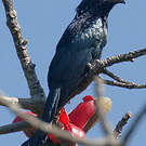 Drongo à crinière