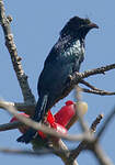 Drongo à crinière