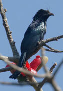 Hair-crested Drongo