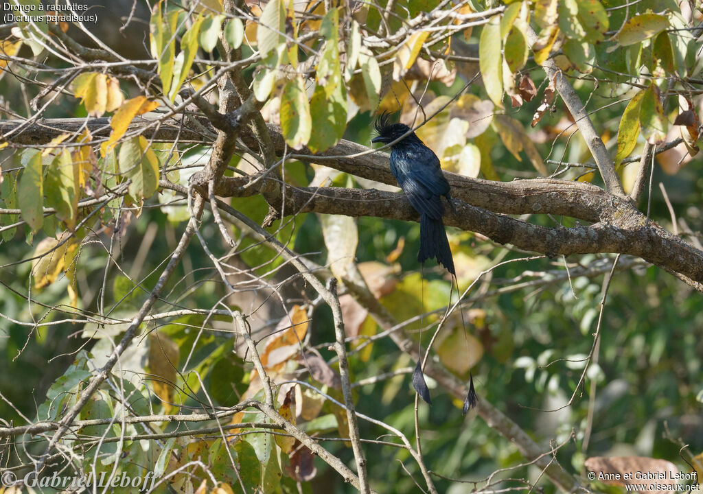 Drongo à raquettesadulte