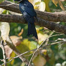 Drongo à raquettes