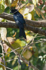 Drongo à raquettes