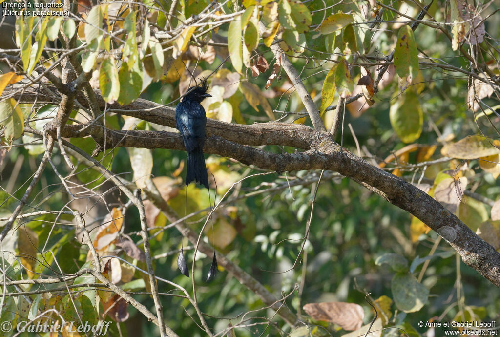 Drongo à raquettesadulte