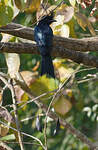 Drongo à raquettes