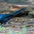 Drongo à raquettes