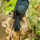 Drongo à raquettes