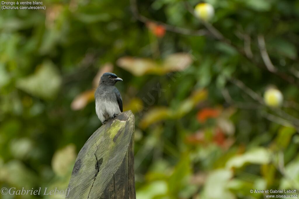 White-bellied Drongo