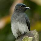 Drongo à ventre blanc