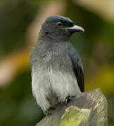 White-bellied Drongo