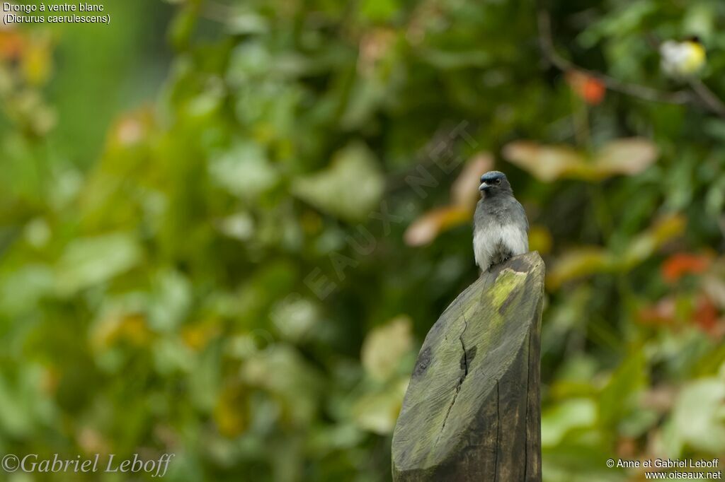 Drongo à ventre blanc