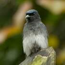 Drongo à ventre blanc