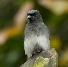 Drongo à ventre blanc