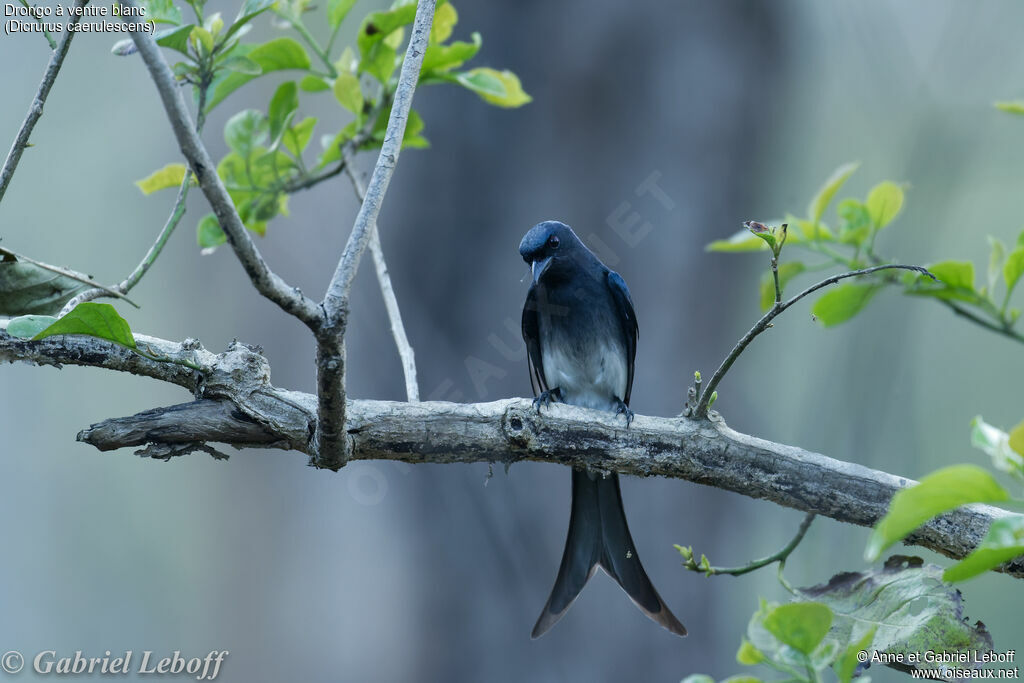 Drongo à ventre blanc