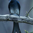 Drongo à ventre blanc