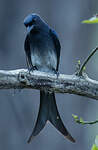 Drongo à ventre blanc