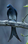 White-bellied Drongo