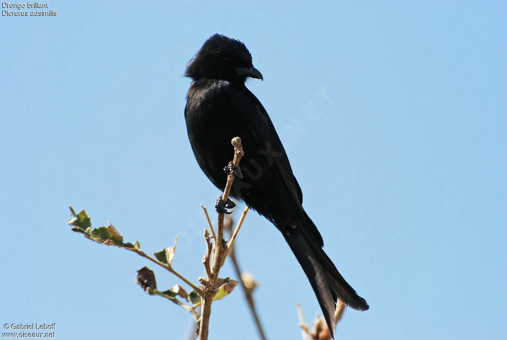 Fork-tailed Drongo