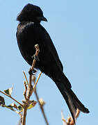 Fork-tailed Drongo