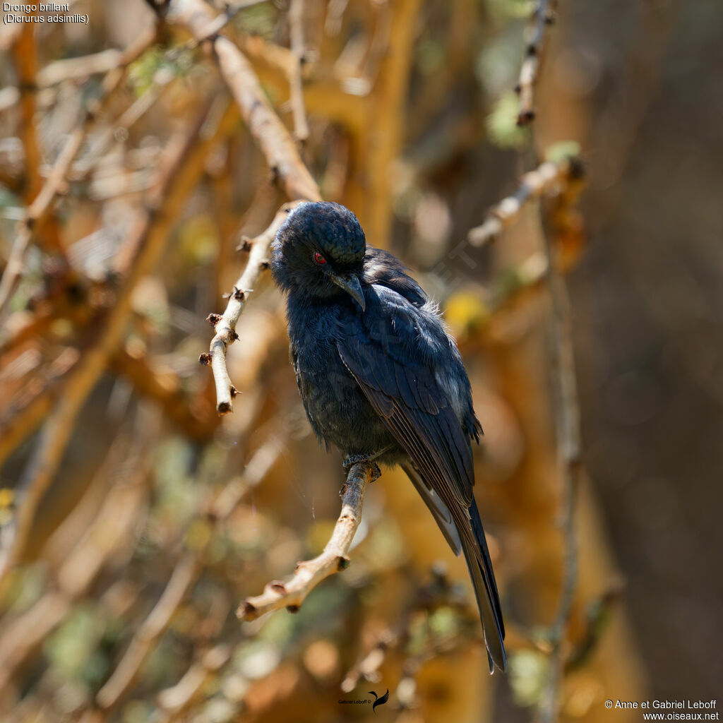 Fork-tailed Drongo