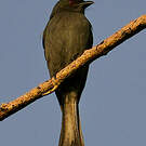 Drongo cendré