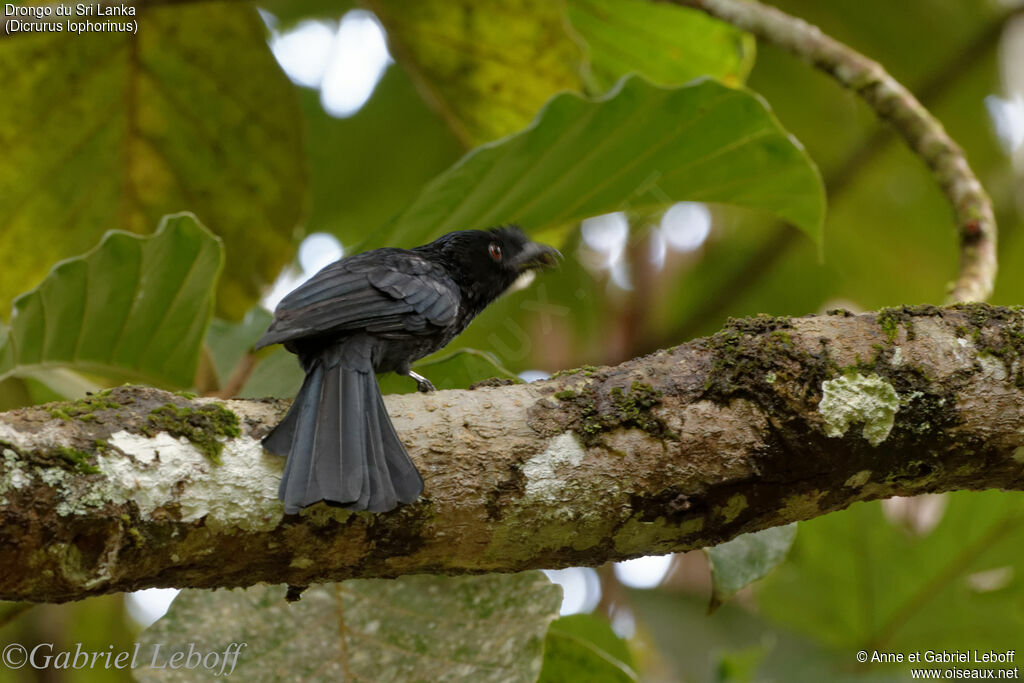 Sri Lanka Drongo